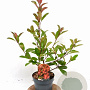 Photinia fraseri 'Red Robin' 40-50 cm 3,0L