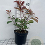 Photinia fraseri 'Red Robin' 40-50 cm 3,0L