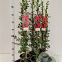Pyracantha cocc. 'Red Column' 70-80 cm 2,5L