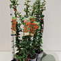 Pyracantha 'Orange Glow' 70-80 cm 2,5L