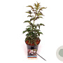 Sambucus nigra Black Tower 30-40 cm 3,0L