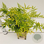 Sambucus nigra Golden Tower 30-40 cm 2,5L