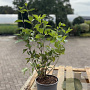 Cornus mas 40-60 cm 2,0L