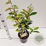 Elaeagnus ebbingei 50-60 cm 4,5L