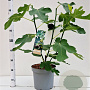 Ficus car. 'Brown Turkey' 50-60 cm 7,5L