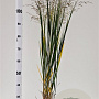 Panicum virgatum 'Northwind' 60-80 cm 2,5L