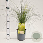 Stipa tenuissima 'Ponytails' 20-30 cm 2,5L
