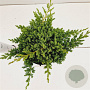 Juniperus procumbens 'Nana' 25-30 cm 2,5L