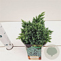 Juniperus squamata 'Blue Star' 20-30 cm 2,5L