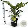Mahonia bealei 30-40 cm 2,5L