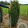 Taxus b. 'David' 140-160 cm met kluit