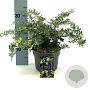 Berberis frikartii 'Amstelveen' 25-30 cm 2,0L