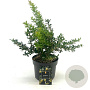 Berberis frikartii 'Amstelveen' 25-30 cm 2,0L