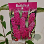 Buddleja d. 'Royal Red' 50-55 cm 3,0L
