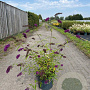 Buddleja d. 'Royal Red' 80-100 cm 10L