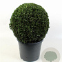 Buxus sempervirens 40-45 cm 12L bol