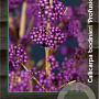 Callicarpa bod. 'Profusion' 125-150 cm 20L