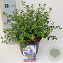 Ceanothus thyrsiflorus repens 30 cm P17