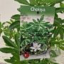 Choisya Green Fingers 35-40 cm 2,5L