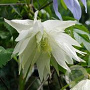 Clematis (A) 'Albina Plena' 80 cm rozenpot 2L