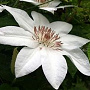Clematis 'Henryi' 80 cm rozenpot 2L