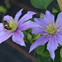 Clematis 'Justa' 80 cm rozenpot 2L