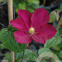 Clematis 'Madame Edouard André' 80 cm rozenpot 2L