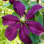 Clematis 'Niobe' 80 cm rozenpot 2L