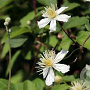Clematis 'Paul Farges' 80 cm rozenpot 2L