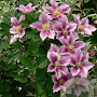 Clematis 'Piilu' 80 cm rozenpot 2L