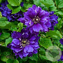 Clematis 'Shin-shigyoku' 80 cm rozenpot 2L