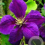 Clematis 'Superba' 80 cm rozenpot 2L 2 rank