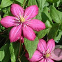 Clematis 'Ville de Lyon' 60-65 cm rozenpot 2L