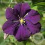 Clematis 'Violetta' 80 cm rozenpot 2L