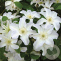Clematis 'Yukikomachi' 80 cm rozenpot 2L