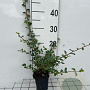 Cotoneaster suec. 'Coral Beauty' GM P9