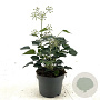 Hedera hel. 'Arborescens' 20-30 cm 2,0L