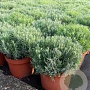 Lavandula ang. 'Munstead' 15-20 cm C1.3