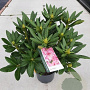 Rhododendron 'Cosmopolitan' 30-40 cm 5,0L