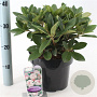 Rhododendron (Y) 'Dreamland' 30-40 cm 5,0L