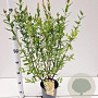 Salix integra 'Hakuro-nishiki' 30-40 cm 2,0L struik
