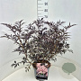 Sambucus nigra Black Lace 60-80 cm 10L