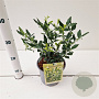 Sarcococca ruscifolia 20-25 cm 2,0L