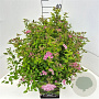 Spiraea jap. 'Little Princess' 40-45 cm 10L