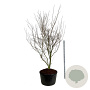 Cornus k. 'Weisse Fontaine' 250-300 cm cont. 285L solitair