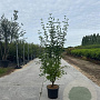 Cornus mas 150-175 cm 20L meerstammig