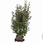 Elaeagnus ebbingei 120-140 cm met kluit