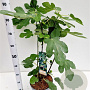 Ficus car. 'Brown Turkey' 40-50 cm 5,0L