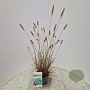Pennisetum al. 'Hameln' 60-70 cm 2,5L