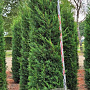 Cupressocyparis l. 'Tweeduizendéén' 275-300 cm draadkluit